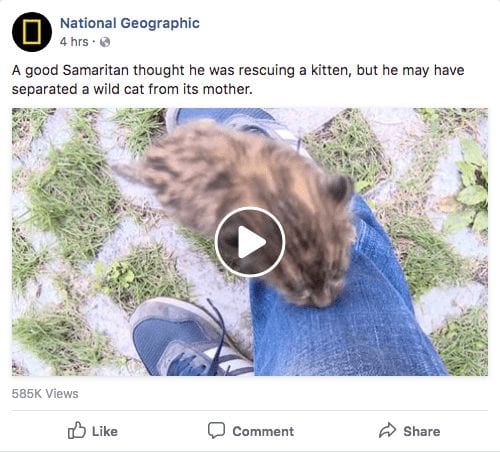 National Geographic Facebook video talking about wild cats.