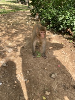 A ”nice” monkey right before he attacked me